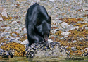 Ursus americanus